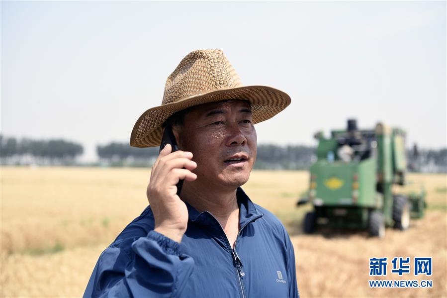 (社會)(3)“糧王”開鐮收麥