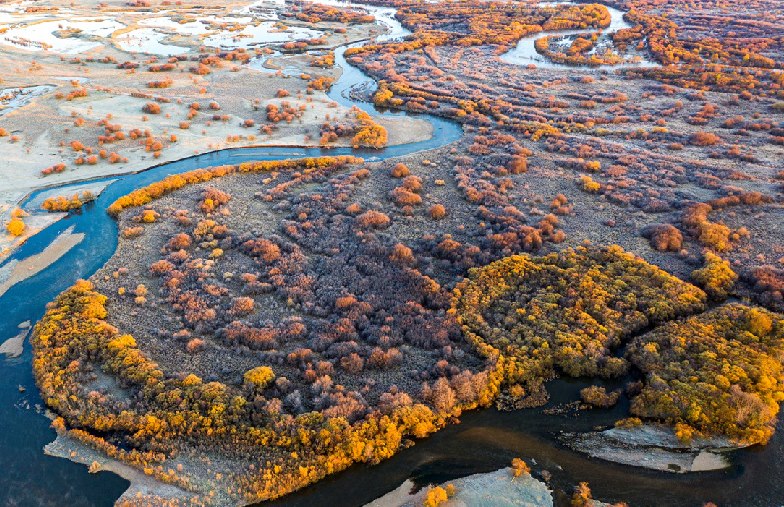霜冷長(zhǎng)河興安嶺 北國(guó)林海別樣秋