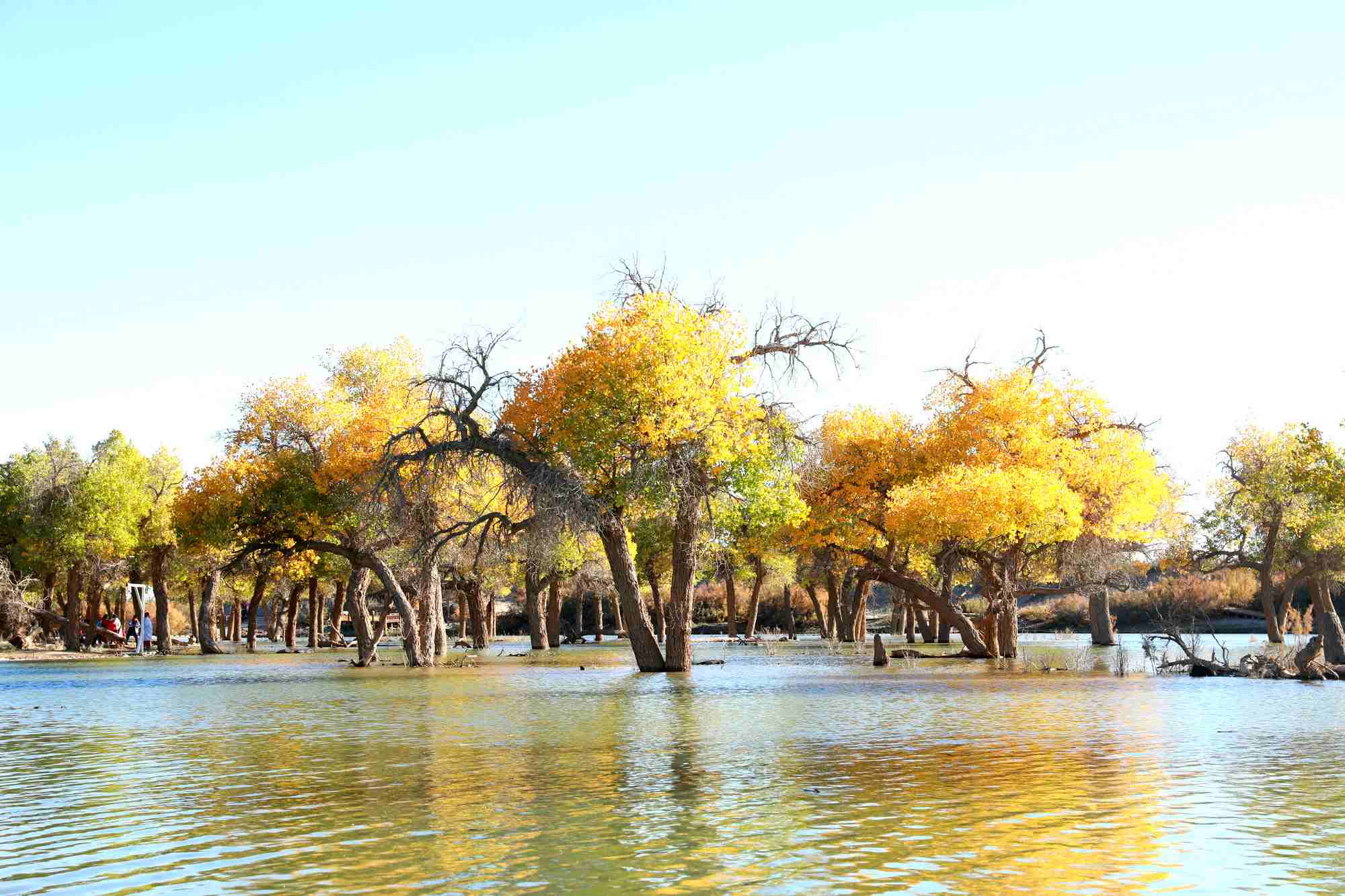 金秋十月 醉美胡楊