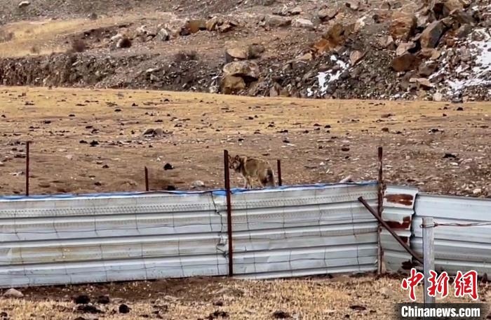 圖為闖入村民家中的野狼?！∨d?？h公安局溫泉派出所供圖