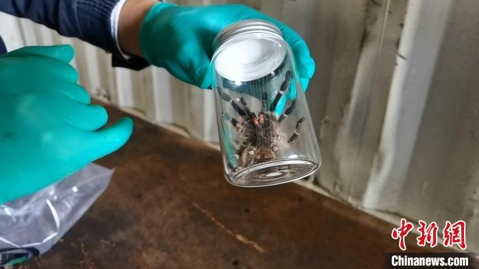 張家港海關(guān)工作人員截獲捕鳥蛛。　王健超 攝