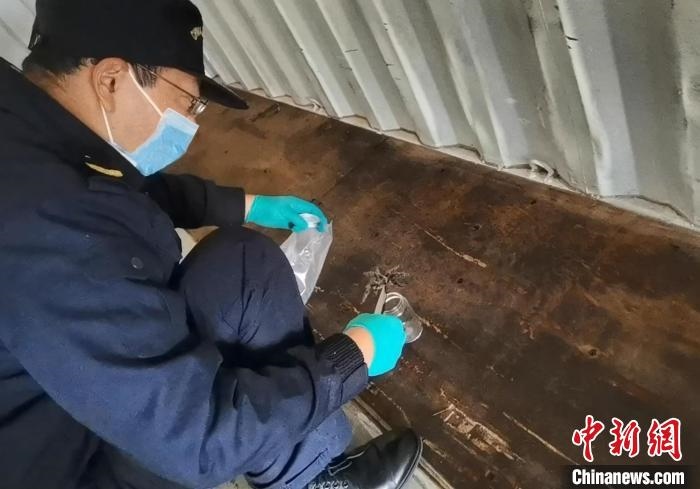 張家港海關(guān)工作人員截獲捕鳥蛛。　王健超 攝