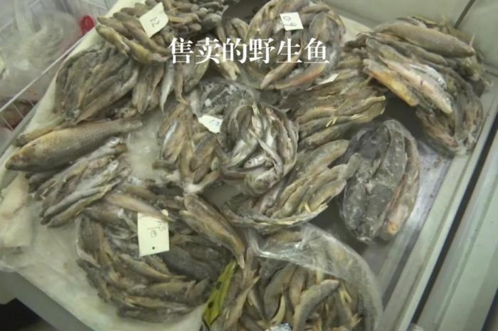 2021年12月6日，督察組現(xiàn)場隨機抽查發(fā)現(xiàn)，保護區(qū)附近餐館仍然存在非法經(jīng)營野生河魚的問題