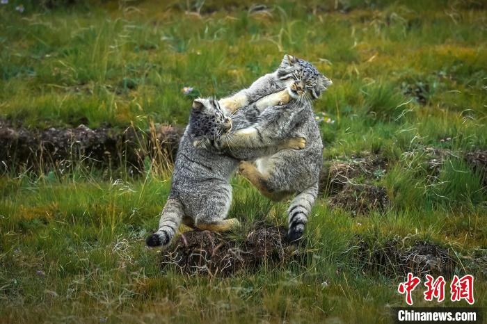 圖為作品《難分伯仲》?！〗股?攝