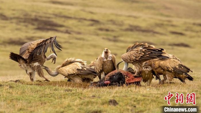 圖為作品《聚會(huì)》?！℃夭疾夭爬?攝