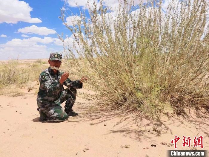 圖為謝寶民查看梭梭長勢?！∈茉L者供圖