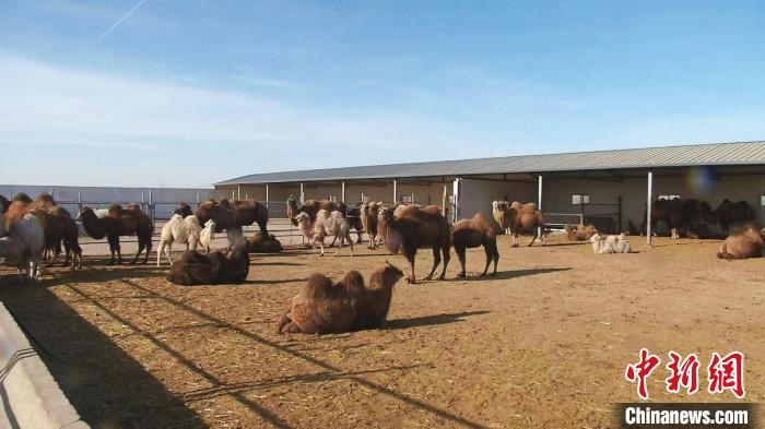 圖為額濟(jì)納旗駝奶產(chǎn)業(yè)基地?！⊥蹰L(zhǎng)梅 攝