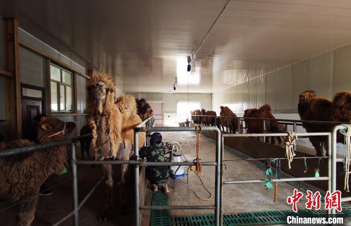 圖為共人正在給駱駝擠奶?！⊥蹰L(zhǎng)梅 攝