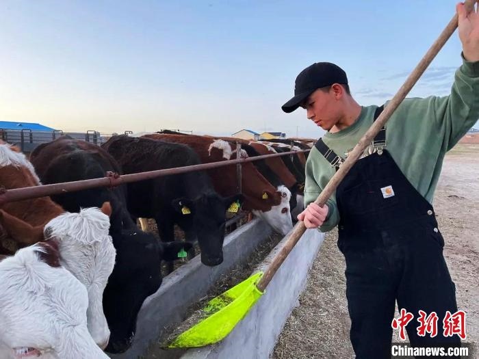 圖為敖木希勒在喂牛?！“侥鞠＠展﹫D