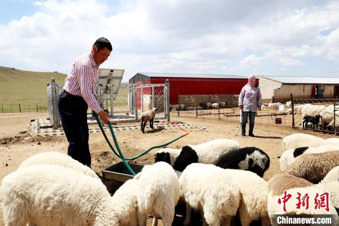 圖為圖門達(dá)來(lái)在喂羊?！埵鹧?攝