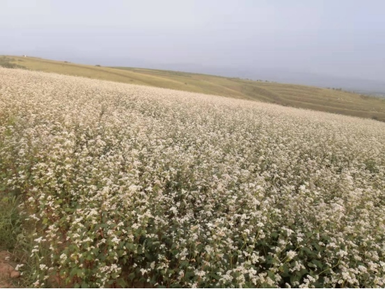 1648440711390169.png 黃合少鎮(zhèn)蘇計(jì)村小雜糧加工基地簡(jiǎn)介(4)(1)1205.png