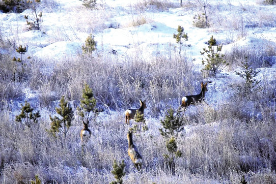 1734493937145576.jpg 2歡樂1.jpg