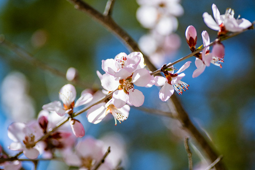 1744084850262579.jpg 桃花2.jpg