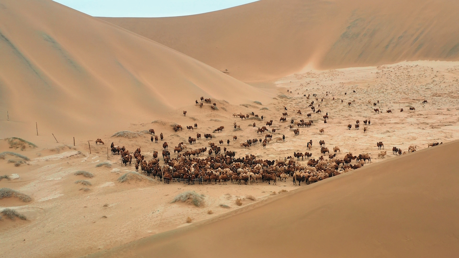 駱駝轉(zhuǎn)場(chǎng) (5).jpg