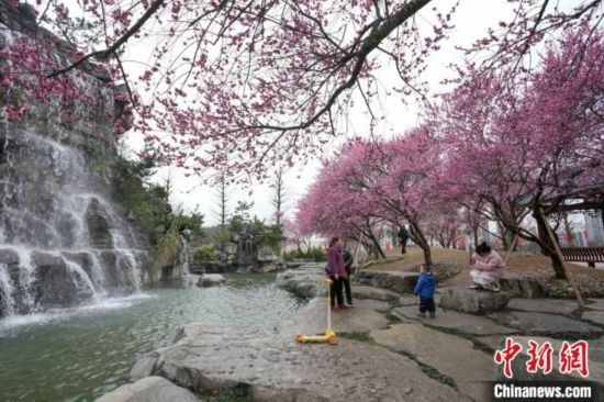 2月23日，市民在乾藝梅園景區(qū)觀賞綻放的梅花。陳興輝 攝