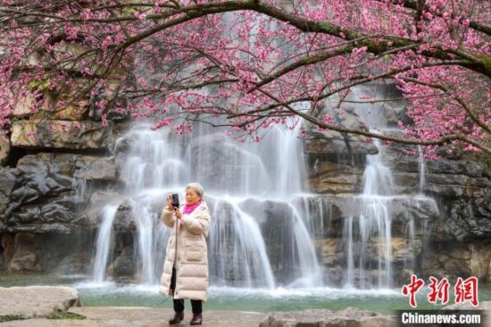 2月23日，市民在乾藝梅園景區(qū)拍攝綻放的梅花。瞿宏倫 攝