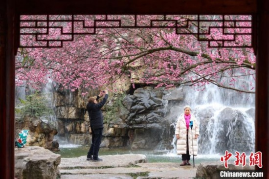 2月23日，市民在乾藝梅園景區(qū)觀賞拍攝綻放的梅花。瞿宏倫 攝