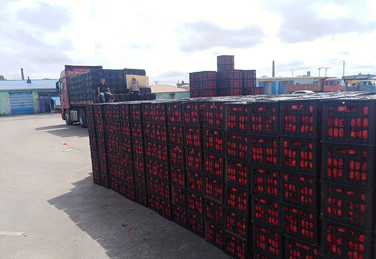 　　外銷的蔬菜在市場等待拉運(yùn)。受訪者供圖