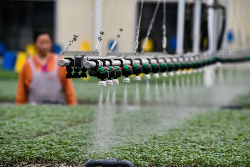 工人在貴陽(yáng)市開(kāi)陽(yáng)縣楠木渡蔬菜良種繁育中心查看自動(dòng)噴灌系統(tǒng)給辣椒苗澆水情況（2023年5月24日攝）。新華社記者 楊文斌 攝
