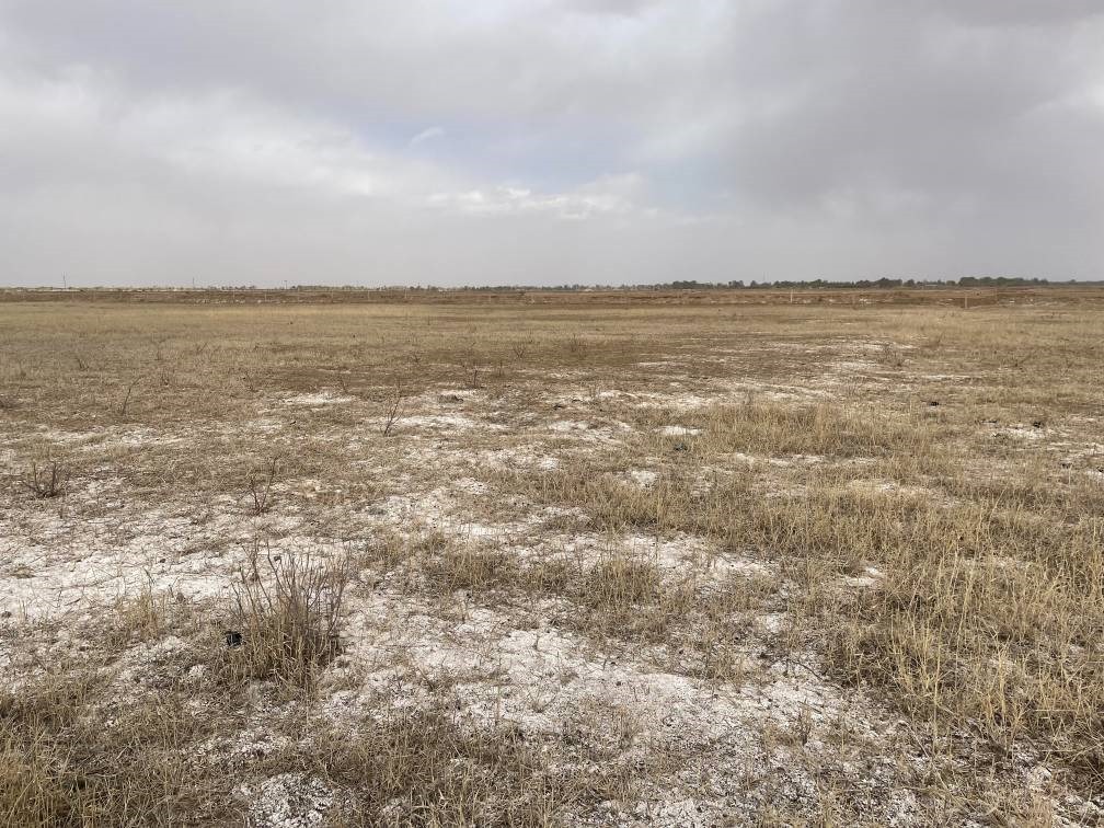 撂荒后的部分地塊已現(xiàn)鹽堿。 人民網(wǎng)記者 楊喬攝
