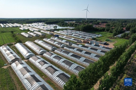 這是6月21日在山東省樂陵市西段鄉(xiāng)岔河村拍攝的東亞飛蝗養(yǎng)殖基地（無人機照片）。新華社記者 范長國 攝