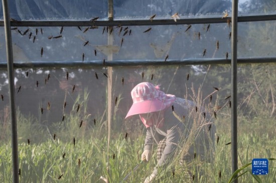 6月21日，山東省樂陵市西段鄉(xiāng)岔河村東亞飛蝗養(yǎng)殖基地的螞蚱養(yǎng)殖戶在割草。新華社記者 范長國 攝