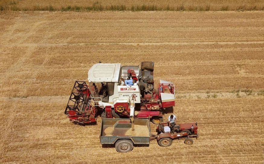 2023年6月14日，在山東省臨邑縣林子鎮(zhèn)，聯(lián)合收割機(jī)在收獲小麥。