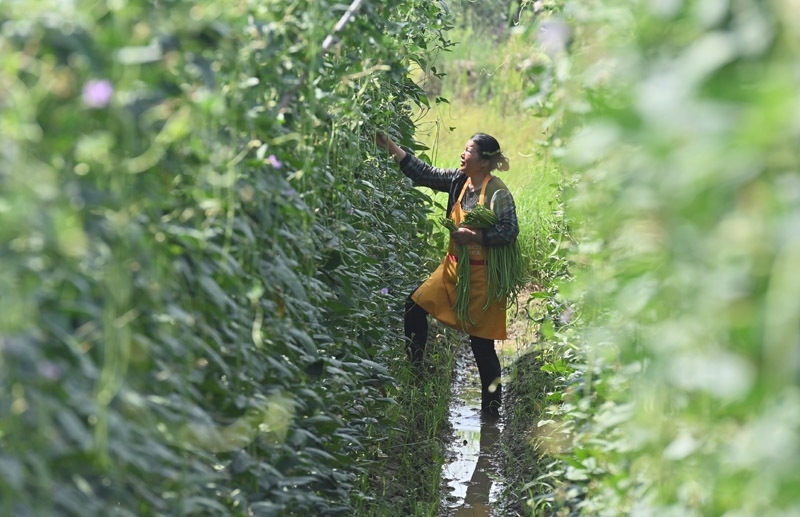 2023年6月15日，在廣西柳州市鹿寨縣中渡鎮(zhèn)石墨村，村民在高標(biāo)準(zhǔn)農(nóng)田里采收豆角。