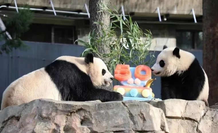 2022年，美國國家動物園舉辦活動慶祝大熊貓抵美50周年，園方為大熊貓“美香”“添添”和“小奇跡”一家三口準備了有“50”字樣的冰凍水果蛋糕。（圖片來源：雅安市廣播電視臺）
