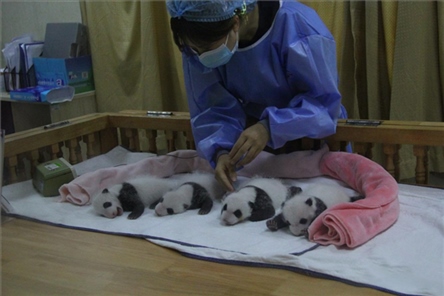 成都大熊貓繁育研究基地成立于1987年，先后攻克了大熊貓人工飼養(yǎng)與管理、繁殖與育幼、疾病防控與種群遺傳管理等關鍵技術難題，建成全球最大的大熊貓人工繁育遷地保護種群，數(shù)量達230余只。（圖片來源：成都大熊貓繁育研究基地網站）