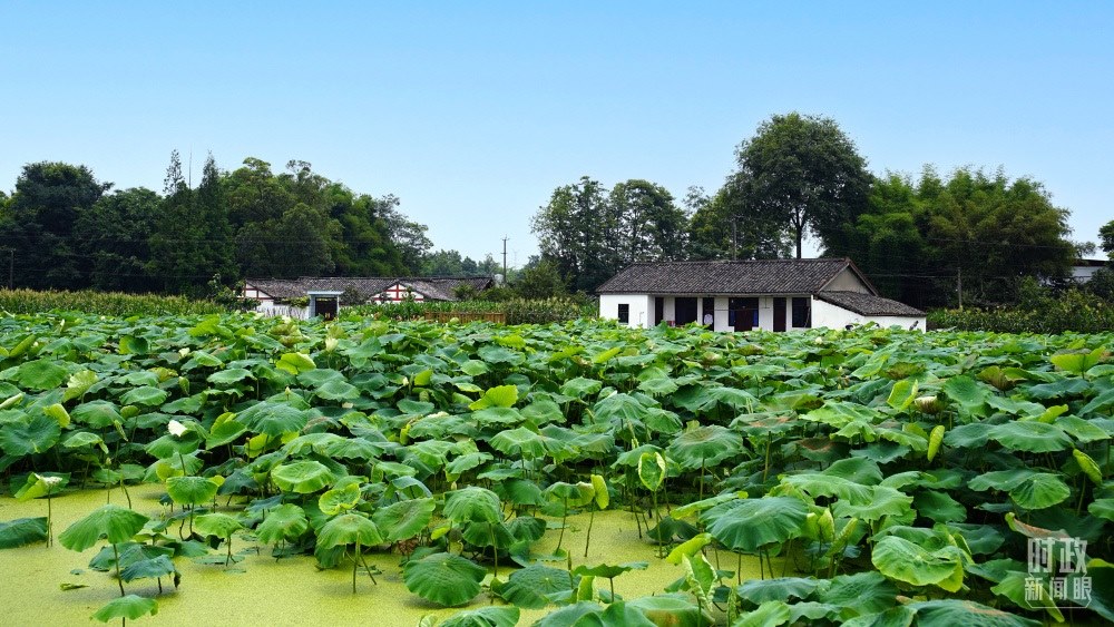四川眉山，永豐村荷塘。2022年6月，習(xí)近平曾到此調(diào)研鄉(xiāng)村振興情況。（總臺(tái)央廣記者潘毅拍攝）