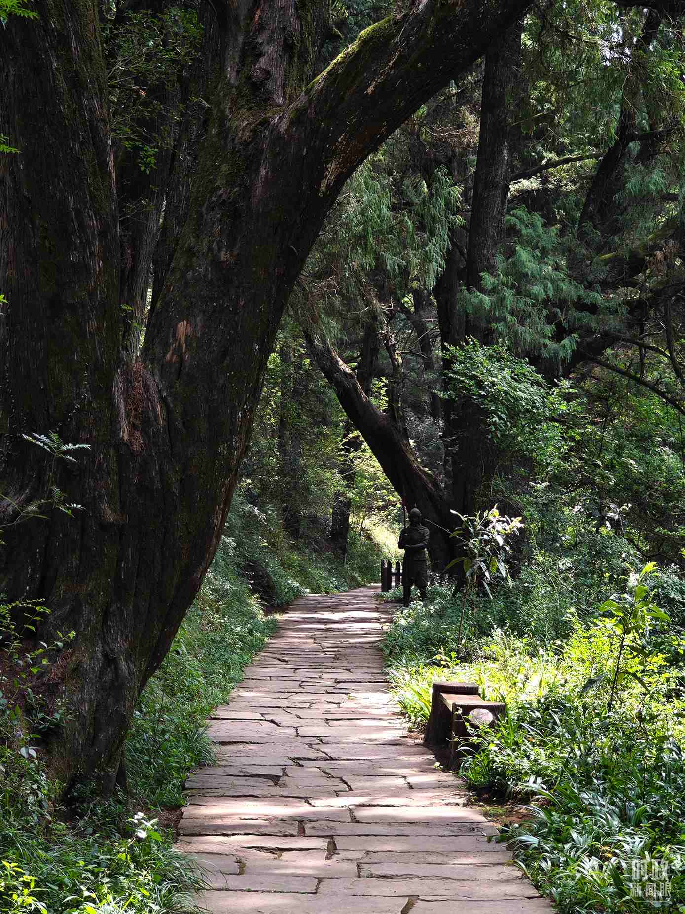 △古蜀道與古柏。（總臺(tái)央視記者彭漢明拍攝）