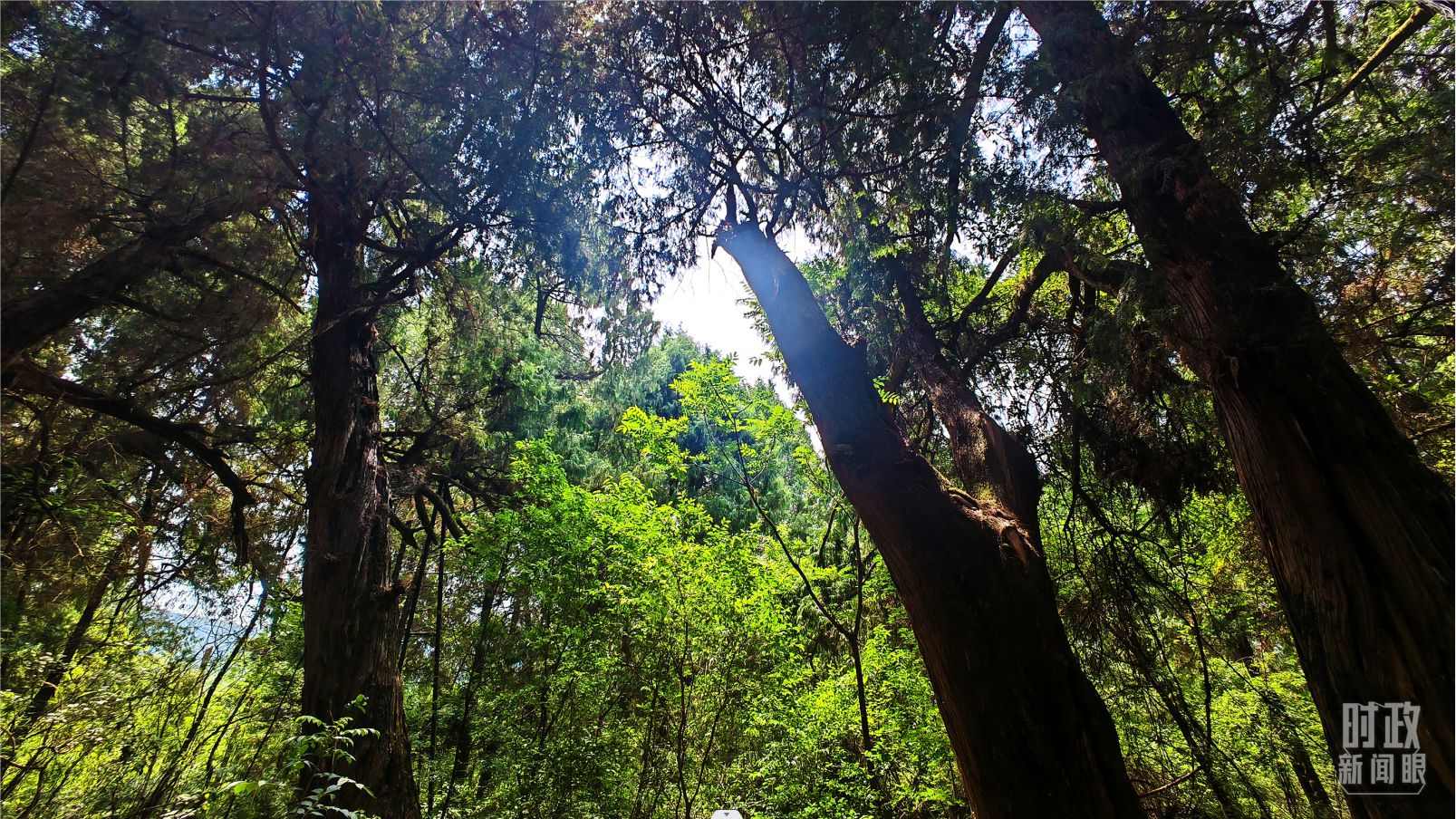 △翠云廊內(nèi)，古柏郁郁蔥蔥。（總臺(tái)央視記者程鋮拍攝）