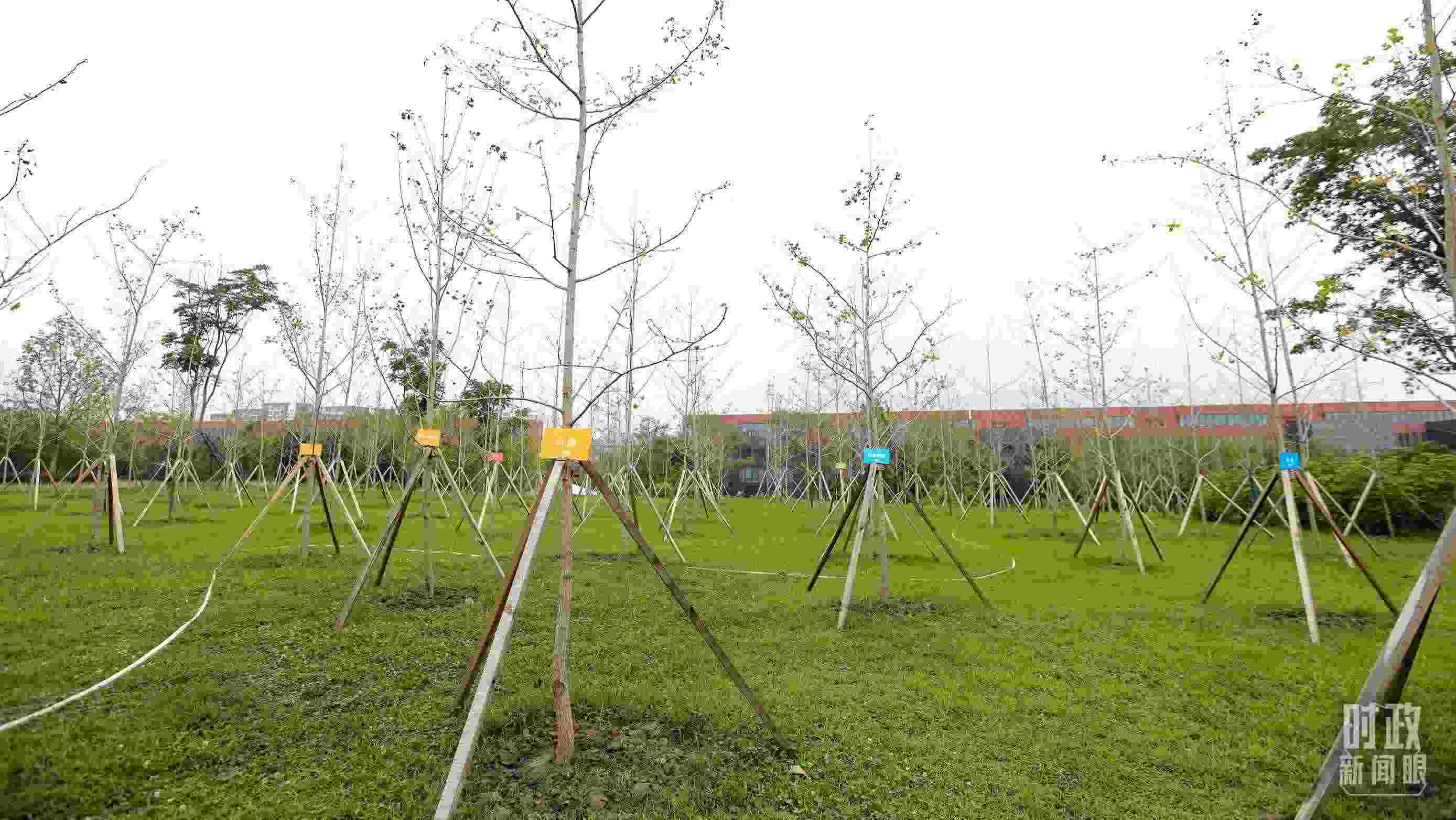 成都大運村內專門種植了友誼林，各國代表團都可認領。