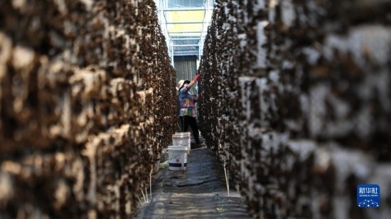 7月29日，在卓尼縣納浪鎮(zhèn)納浪村黑木耳種植基地，農(nóng)戶在采摘黑木耳。