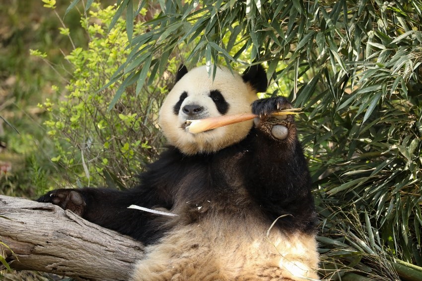 大熊貓“芝麻”。成都大熊貓繁育研究基地供圖