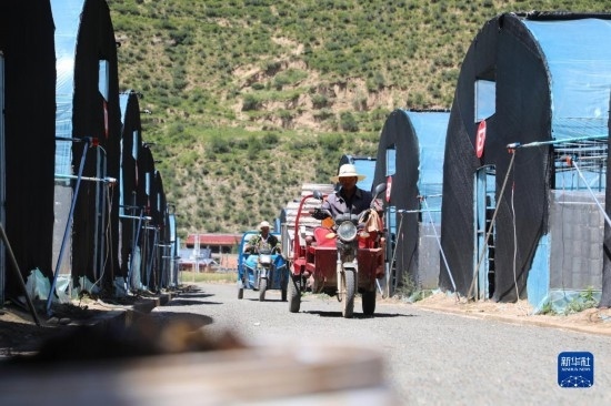 7月29日，農(nóng)戶在卓尼縣納浪鎮(zhèn)納浪村黑木耳種植基地勞作。