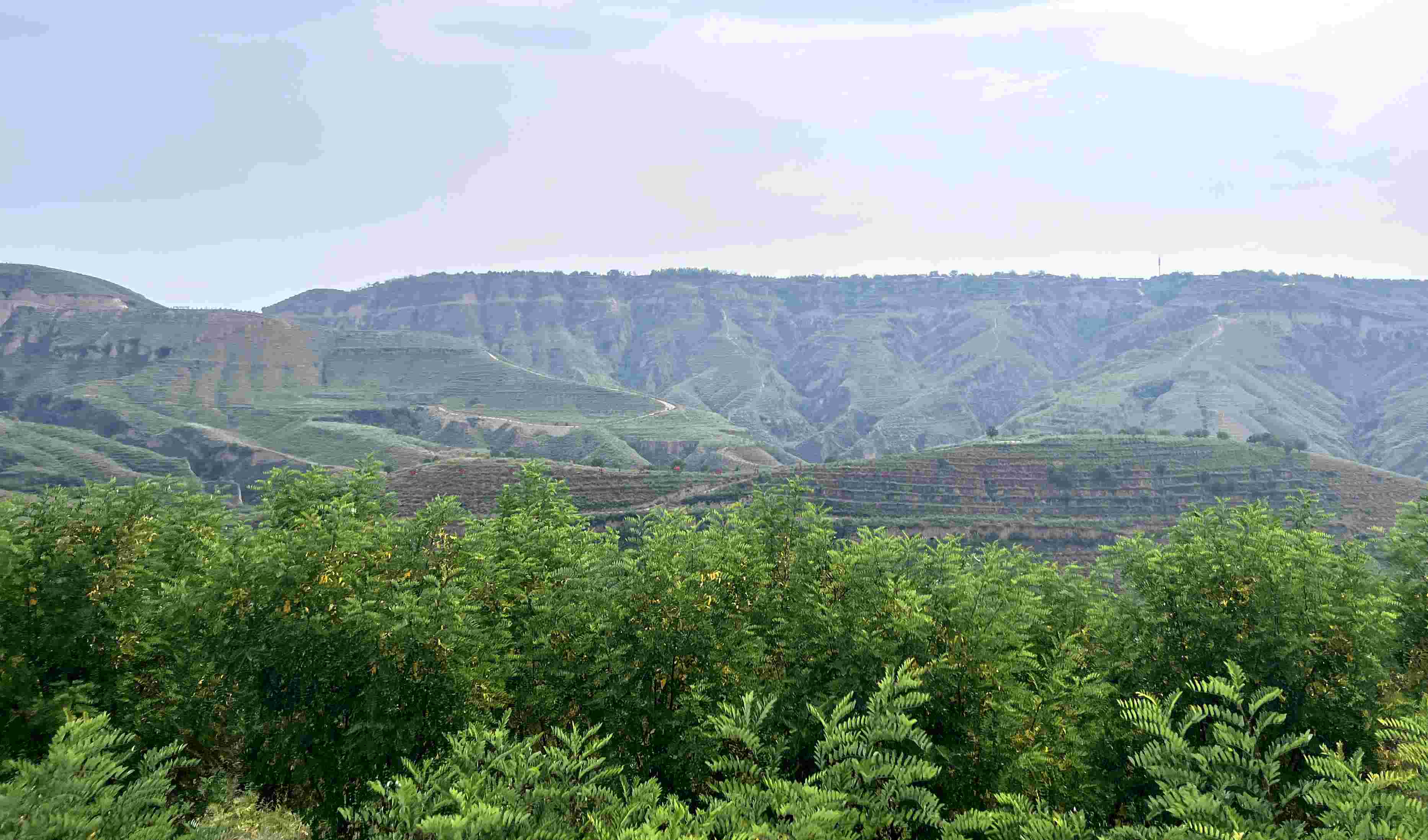 吳堡縣沿黃生態(tài)林。人民網(wǎng)記者 王連香攝