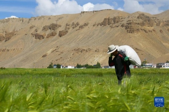 8月12日，西藏阿里地區(qū)普蘭縣赤德村村民在青稞田里勞作。