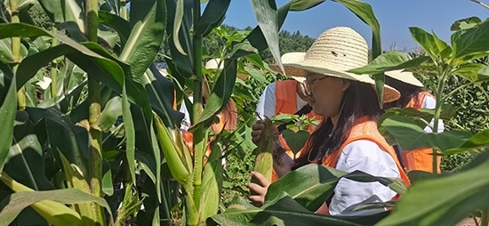 北京工商大學(xué)組織學(xué)生開(kāi)展暑期社會(huì)實(shí)踐。學(xué)校供圖