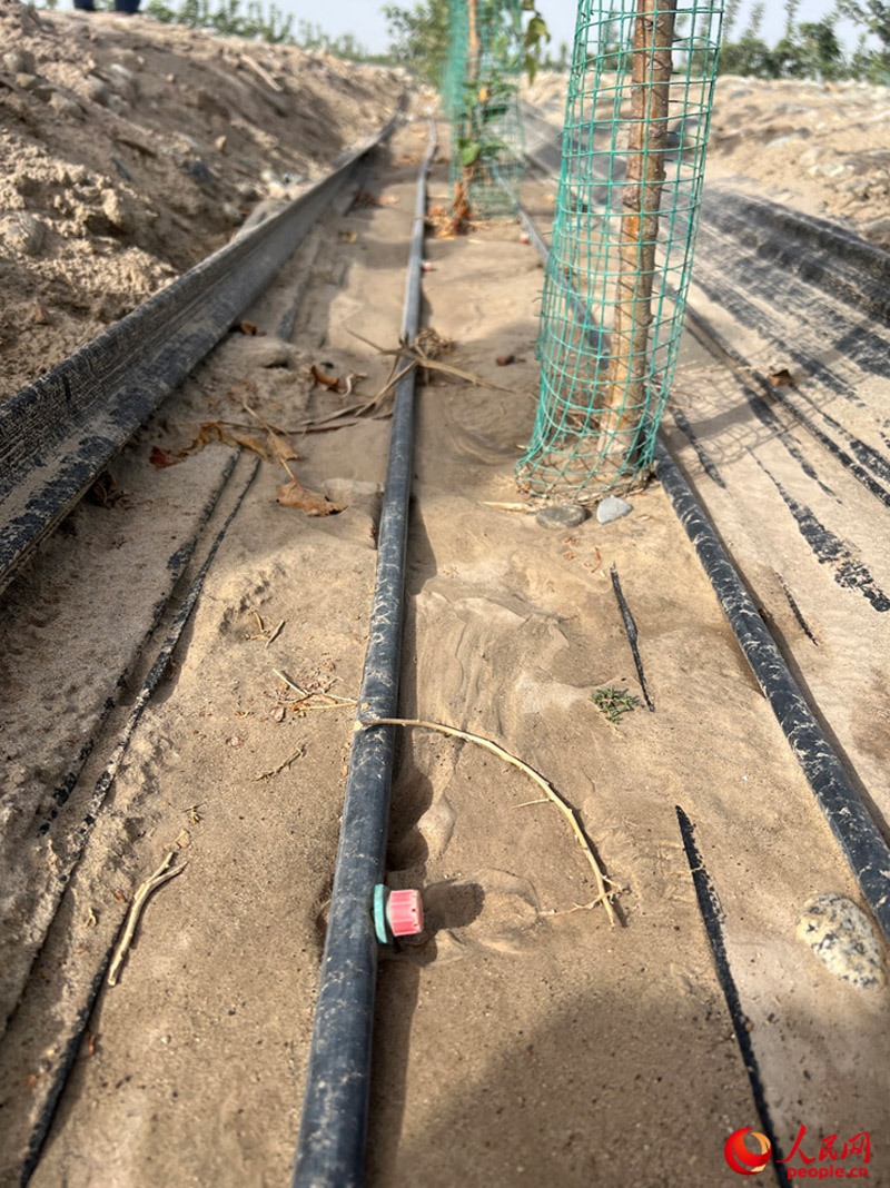 水肥一體化滴灌技術(shù)，可極大節(jié)約用水量。人民網(wǎng)記者 常雪梅攝