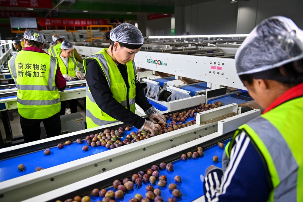 在新疆伽師縣粵伽新梅產(chǎn)業(yè)園內(nèi)的京東物流新疆智能供應(yīng)鏈中心，員工在智能分揀線檢查分選好的新梅（2023年8月30日攝）。新華社記者 丁磊 攝