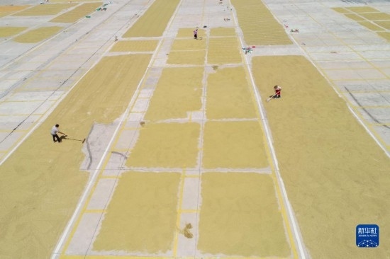 9月16日，村民在貴州省黔東南苗族侗族自治州丹寨縣金泉街道晾曬稻谷（無人機(jī)照片）。