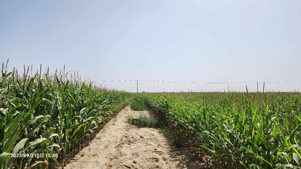 玉米改良40天后對比（左邊為改良組，右邊為對照組）。胡樹文團(tuán)隊供圖