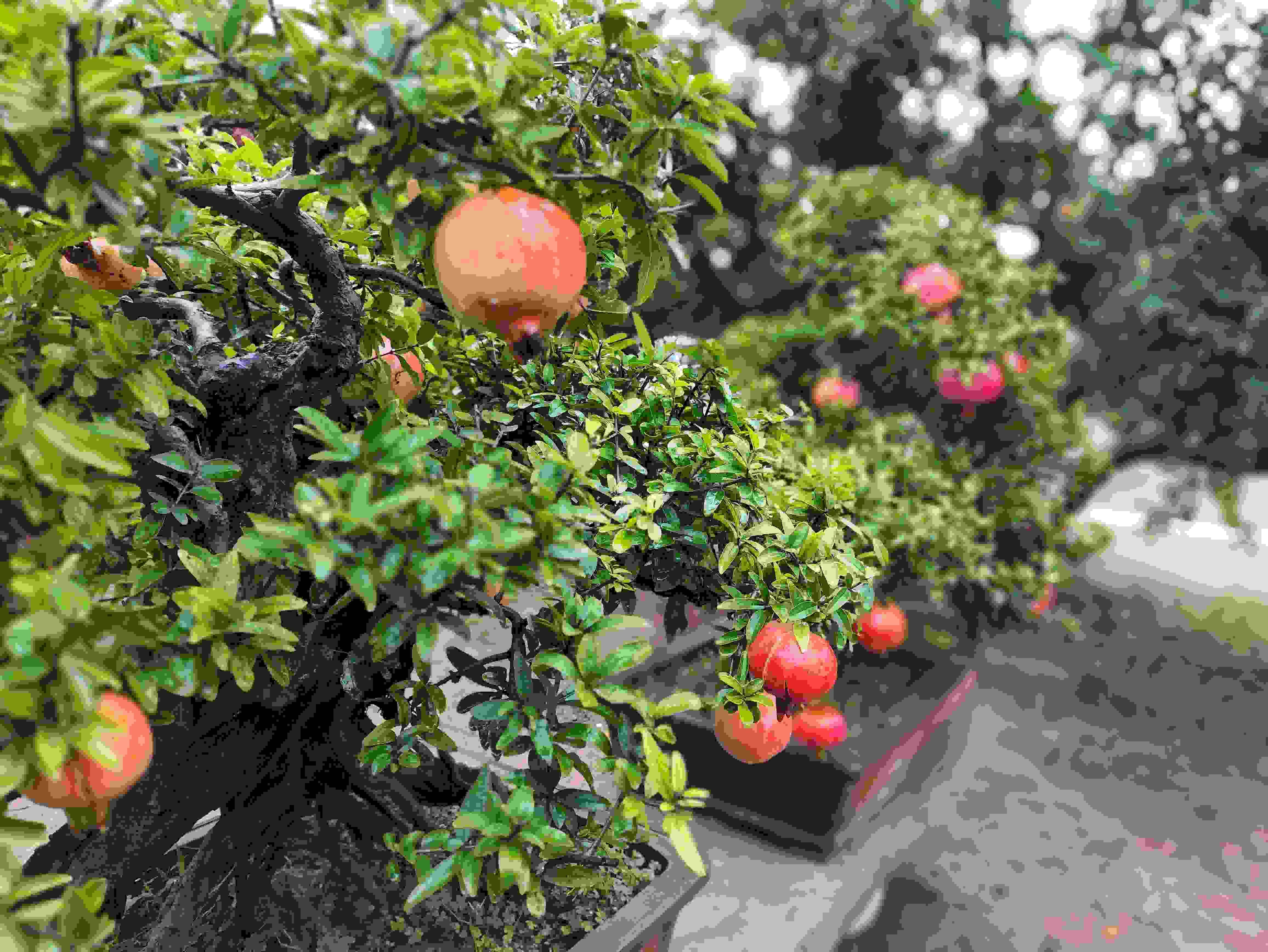 △石榴的發(fā)展帶動(dòng)了當(dāng)?shù)厥衽杈爱a(chǎn)業(yè)。（總臺(tái)央視記者鐘信偉拍攝）