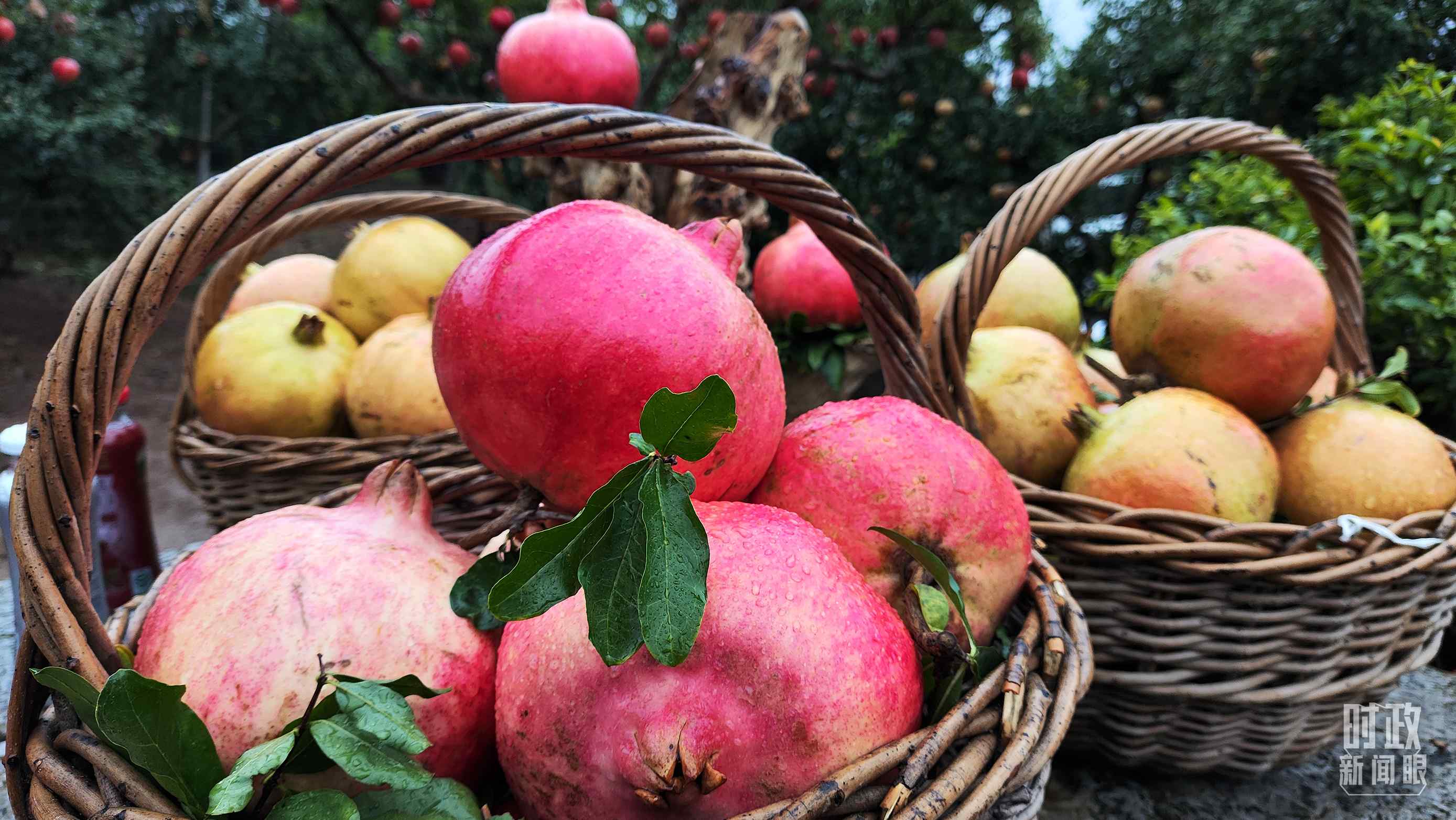 △種植園內(nèi)新鮮采摘的石榴。（總臺央視記者鐘信偉拍攝）
