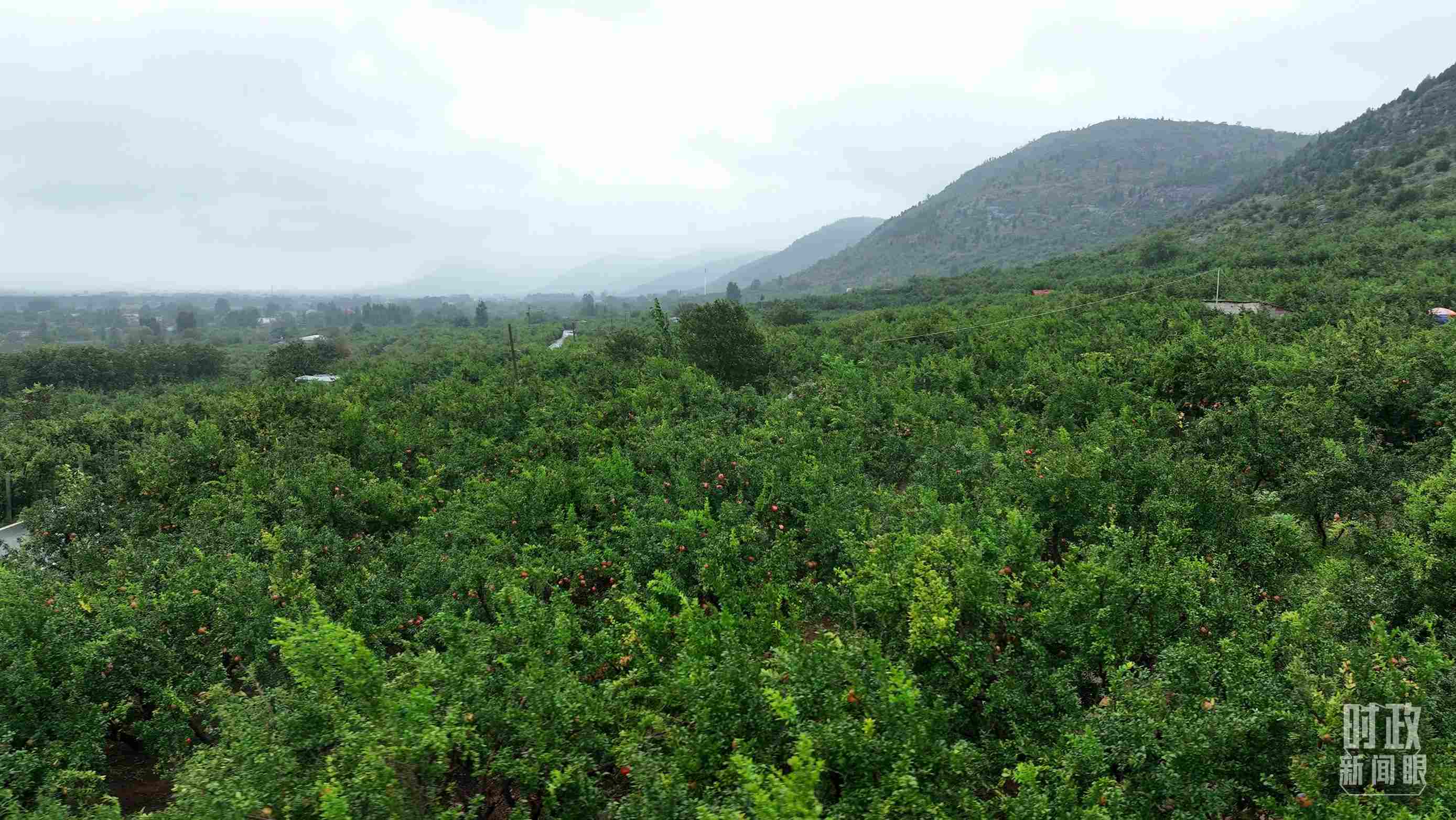△山東棗莊冠世榴園。（總臺記者韓森、張鵬拍攝）