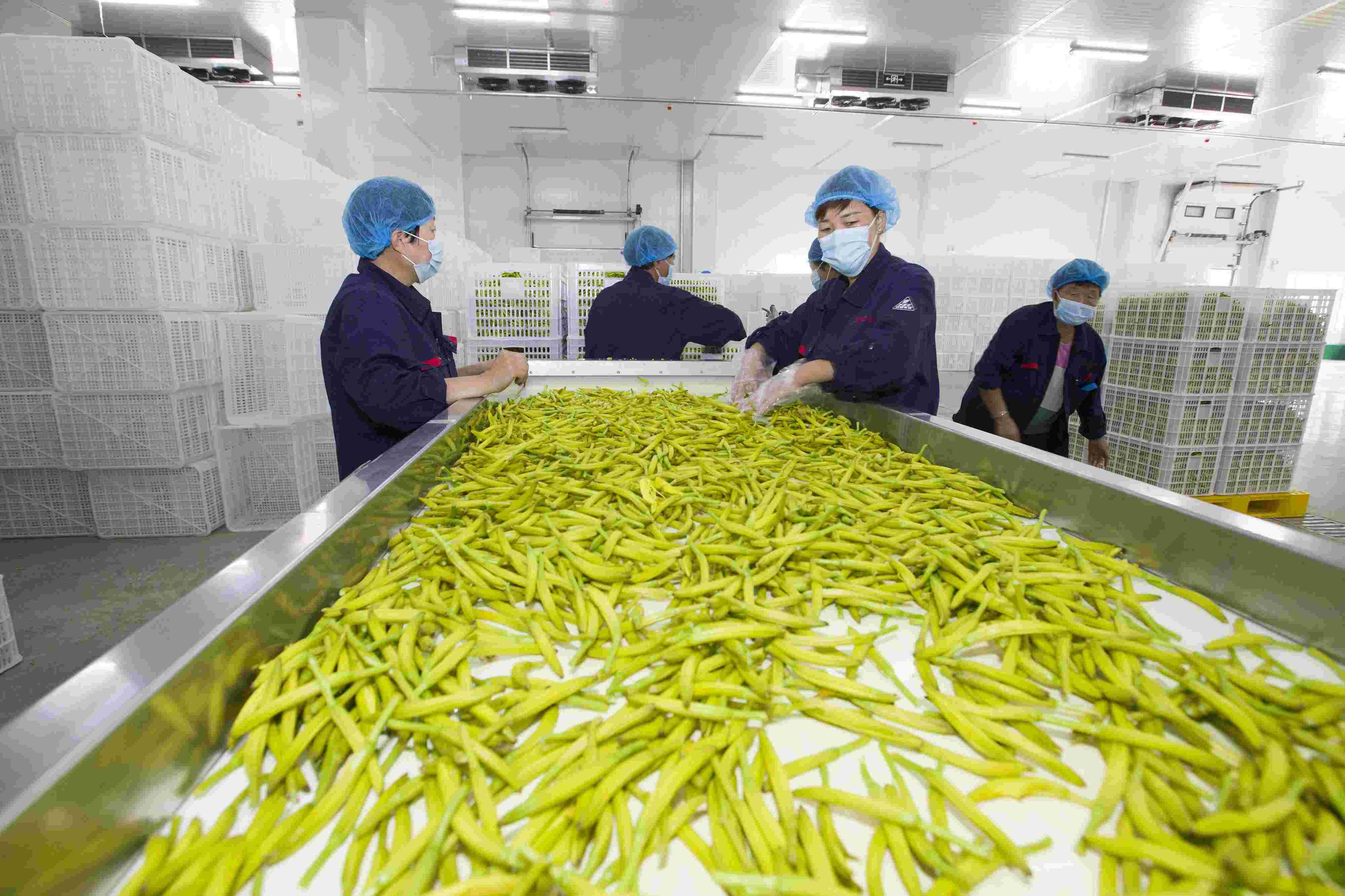 山西大同:黃花加工企業(yè)工人正在烘干黃花