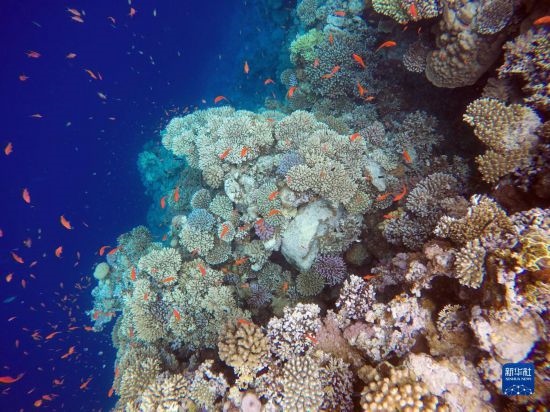  這是10月2日在埃及西奈半島達(dá)哈布藍(lán)洞內(nèi)拍攝的珊瑚和魚(yú)類(lèi)。新華社記者 隋先凱 攝