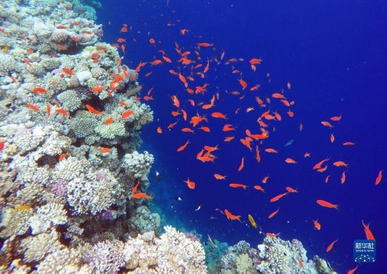  這是10月2日在埃及西奈半島達(dá)哈布藍(lán)洞內(nèi)拍攝的珊瑚和魚(yú)類(lèi)。新華社記者 隋先凱 攝